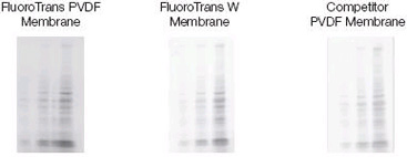 FluoroTrans Membrane Has Excellent Sensitivity, Signal, and Background in Western Transfers